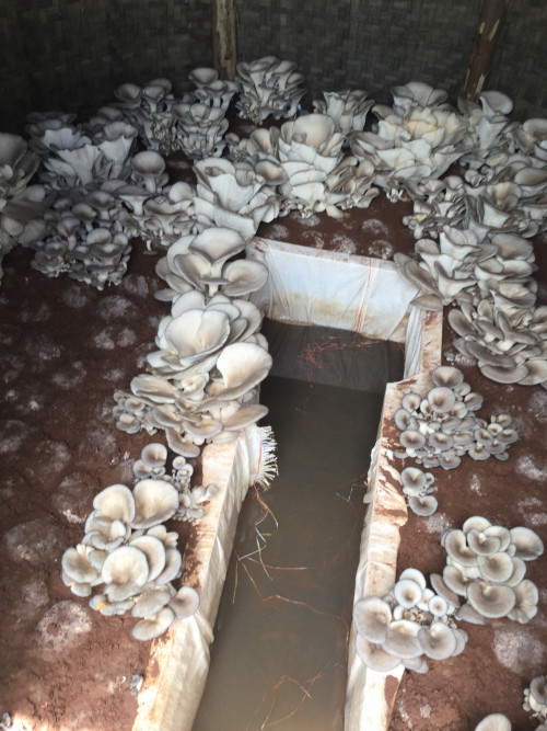 Mushroom growing bed in Akagera, Rwanda.