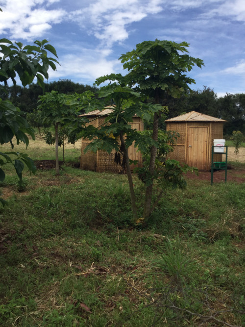 Mushroom growing huts in the Akagera region of Rwanda.